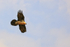 Lammergeier above showing tail shape, Pre-Pyrenees, Catalonia, Spain