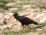 Bald Ibis