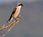 Lesser Grey Shrike.