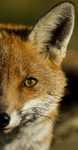 RED FOX 20