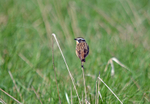 Whinchat