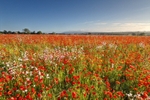 z2224 Poppy Meadow, Sandown