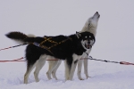 Huskies 2648a