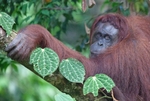 Female orangutan  in jungle canopy in Boreno_007