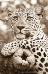 Sepia leopard in Marula Tree