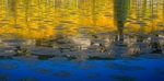Pond Reflections