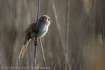 Bearded Tit (Panurus biarmicus) female