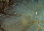 Alloteuthis sp. egg mass
