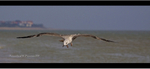 Juvenile Heron Gull