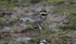 Shorelark.