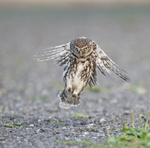 Little Owl -  Athene noctua