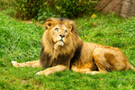 African Lion - Bailey