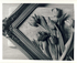 Black & white tulips