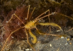 Macropodia rostrata