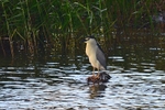Black-crowned Night Heron