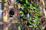 Blackbird, Brown Leaves and Ivy