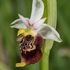 Apennine Late Spider orchid (Ophrys dinarica also Ophrys fuciflora ssp dinarica).