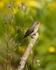 20110615-IMG_5890