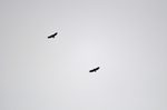 White-tailed Eagles