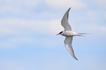 Flying Arctic Tern, Floi, Iceland