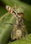 Jumping Spider - Salticus cingulatus RPNP0033