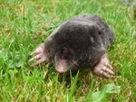 Mole