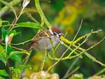 Tree Sparrow