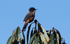 Rufous Sibia