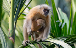 Golden Langur