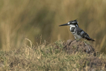Pied Kingfisher