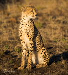 Mother of cubs 2