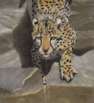 Cheetah Drinking