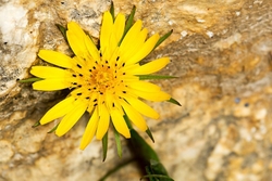 Jack go to bed by midday - Tragopogon pratensis