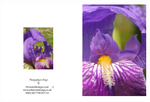 EX. IRIS 4