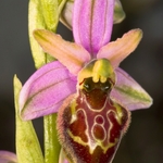 Tyrhennian Ophrys (Ophrys tyrrhena)