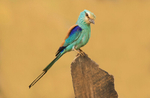 Abyssinian Roller