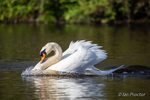 Elegant Gliding Swan