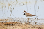 Killdeer at Harns Marsh, Florida