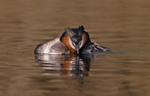 Great Crested Grebe - Podiceps cristatu