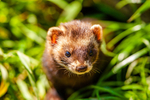 polecat Mustela putorius-6254