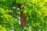 honey bee Apis mellifera-0254