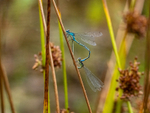 Azure Damselflies
