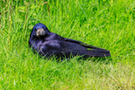 rook Corvus frugilegus-5537