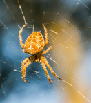 Furrow Spider And Web 9799322