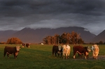 Cattle grazing, West Coast