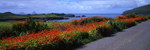 A Splash of Colour, Valentia Island