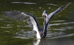 Tricolored Heron _0023