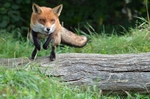 Red Fox