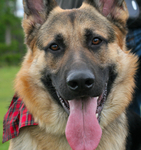 Diesel