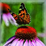 Painted Lady